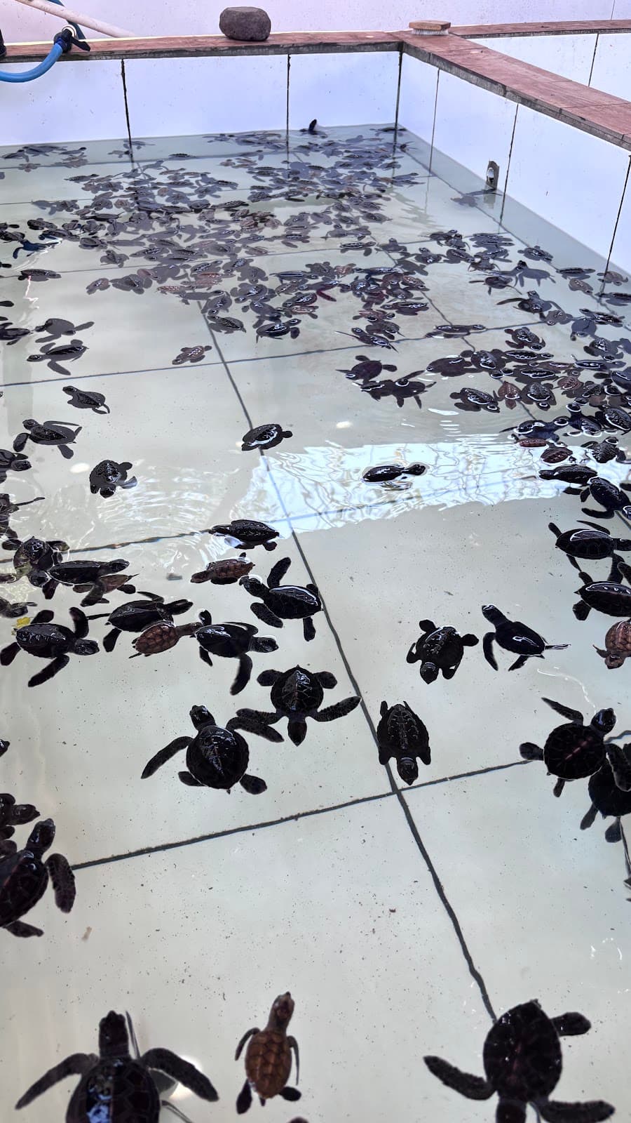 Gili Meno Turtle Sanctuary